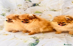 Pomeranian dogs for sale: 💗Last girl left! Royal Orange Pomeranian Pedigree - Image 21