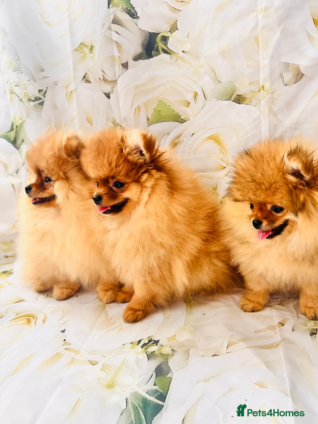 Pomeranian dogs for sale: 💗Last girl left! Royal Orange Pomeranian Pedigree - Image 21