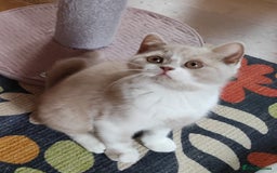 British Shorthair cats for sale: Champ lines gorgeous GCCF reg  girls (2 litters!) in London - Image 1