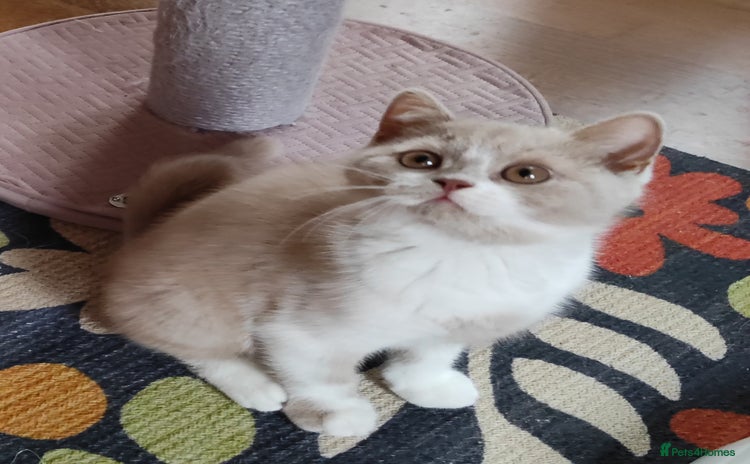British Shorthair cats in London - Advert 13