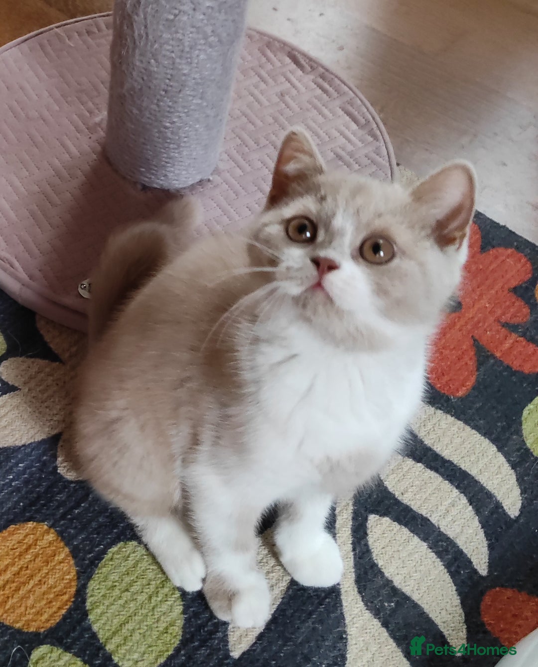 British Shorthair cats for sale: Champ lines gorgeous GCCF reg  girls (2 litters!) in London - Image 1