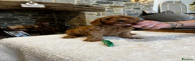 Cavapoo 2
