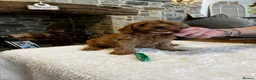 Cavapoo dogs for sale: Gorgeous Red F1 Cavapoo puppies  - Advert 15