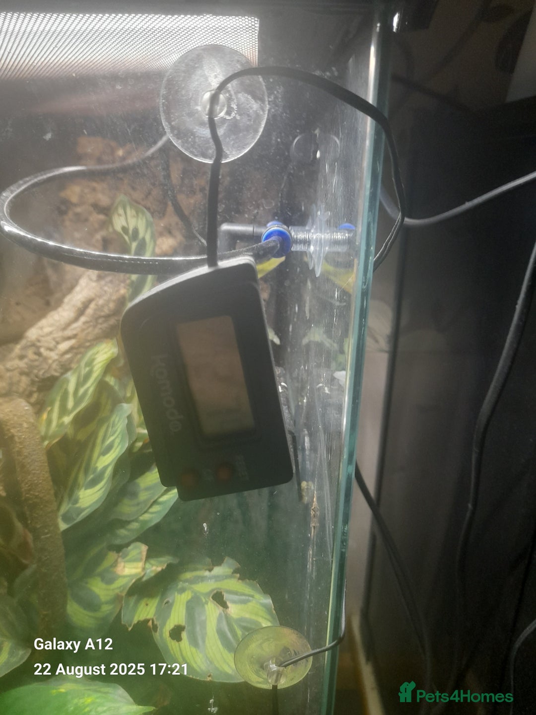 Gecko reptiles for sale: Crested geckos and full set ups  - Image 6