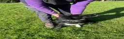 Border Collie dogs for sale: 1 year old Border Collies - Advert 3