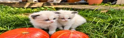 Ragdoll cats for sale: 2 beautiful Ragdoll kittens in High Wycombe - Advert 14