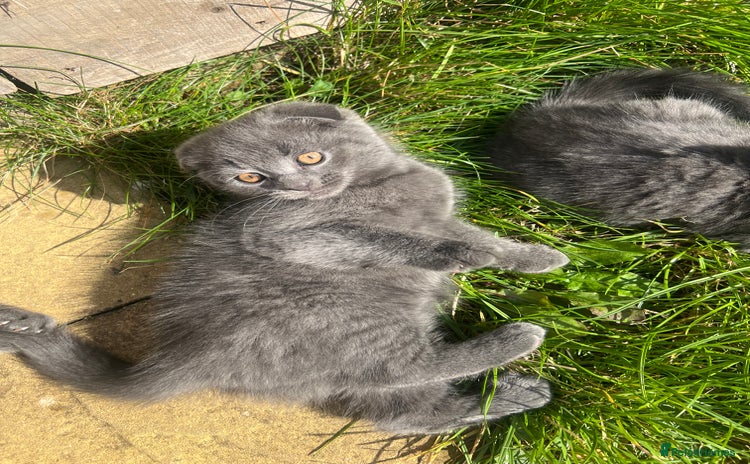 Scottish Fold cats - Advert 1
