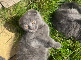Scottish Fold cats - Advert 1