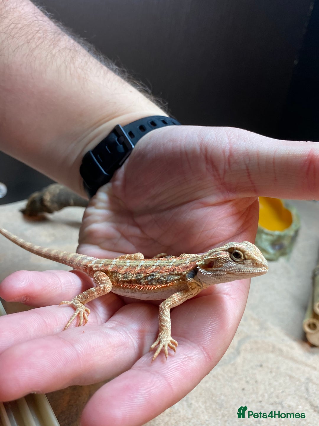 Bearded Dragon reptiles for sale: Hypo leatherback bearded dragon FREE! - Advert 5