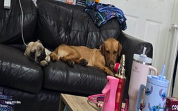 Labrador Retriever dogs for sale: Very loving, loyal fox red labrador for sale - Image 6