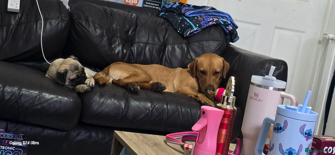 Labrador Retriever dogs for sale: Very loving, loyal fox red labrador for sale - Image 6