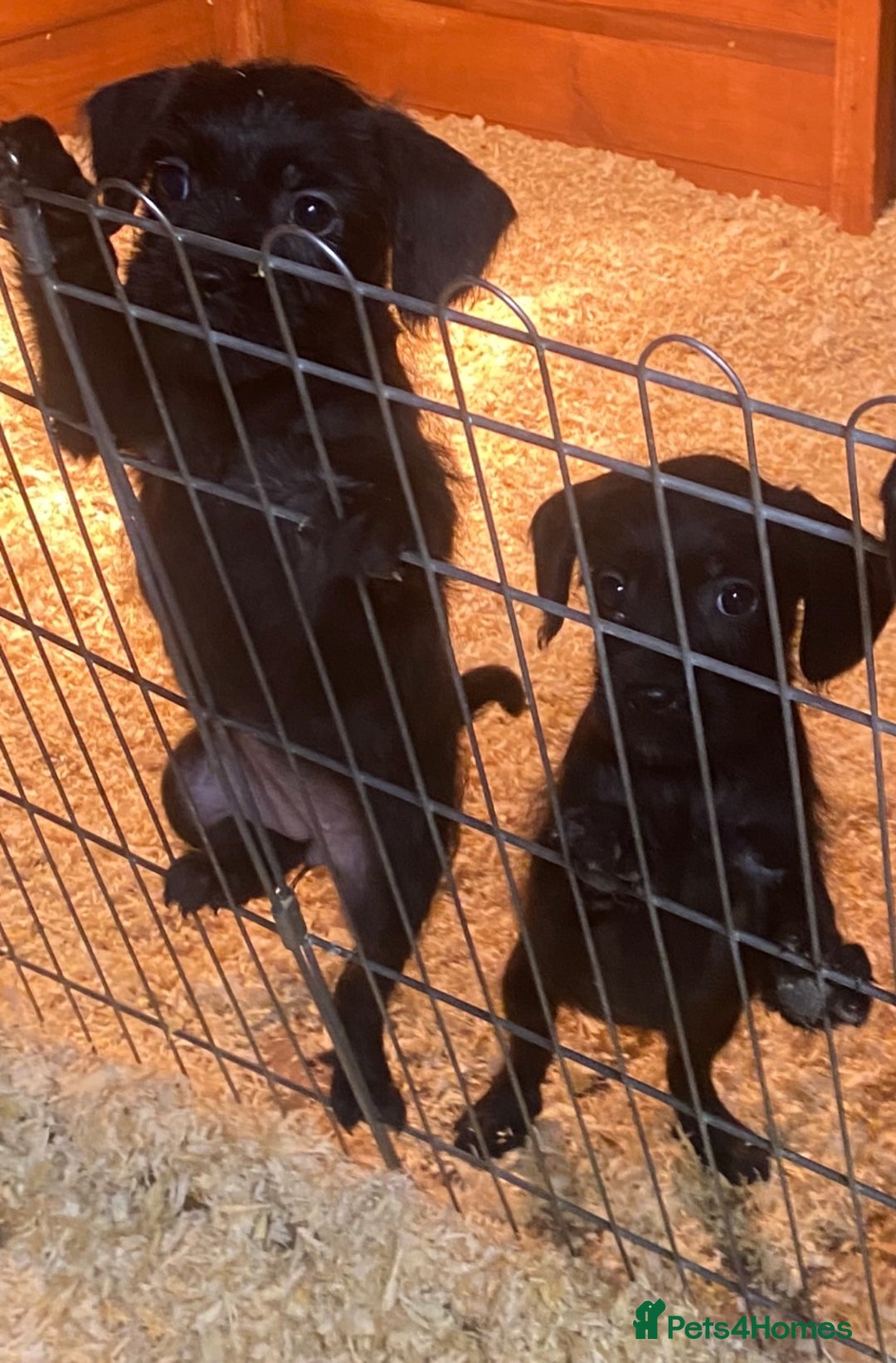 Mixed Breed dogs for sale: Beautiful French Bulldog x MiniaturePoodle Puppies - Advert 2