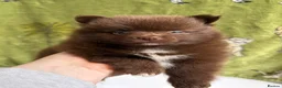 Pomeranian dogs for sale: 100% POM!🐻DNA&HEALTH TESTED!🧬 - Advert 25