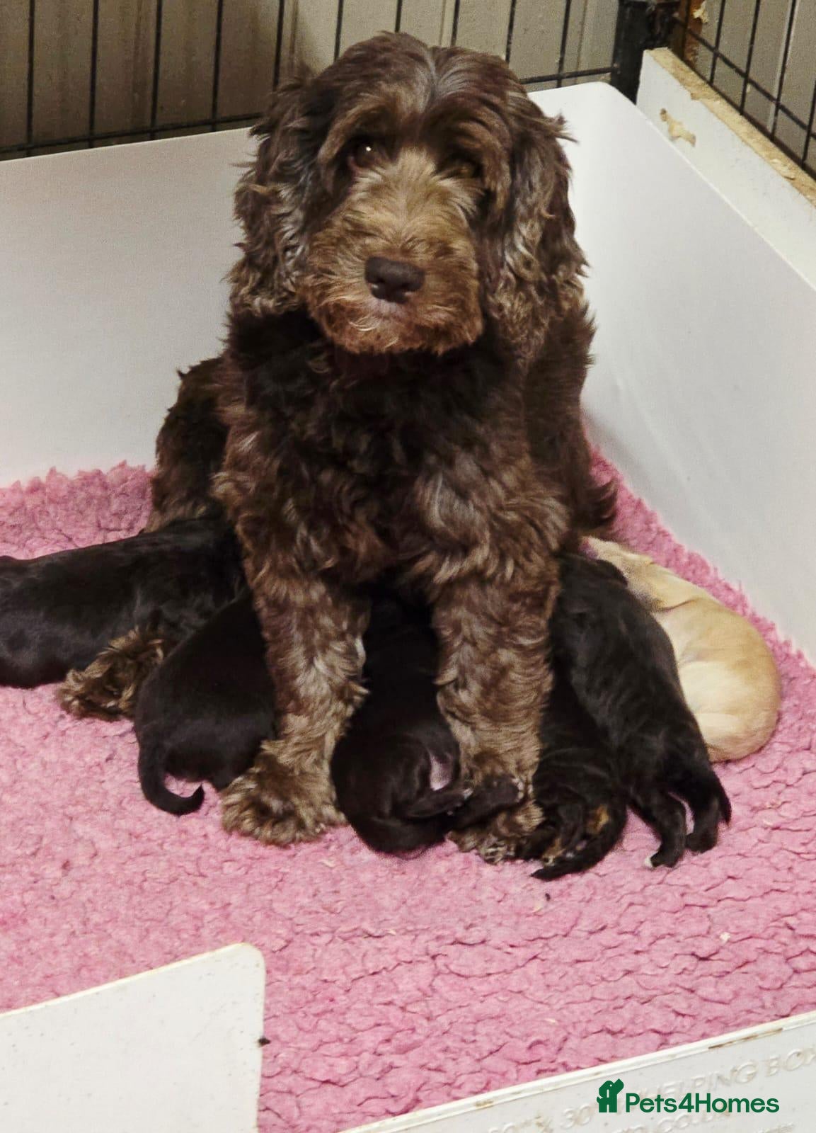 Cockapoo dogs Quality Cockapoo Puppies Homebred Domestic Licence - Advert 2
