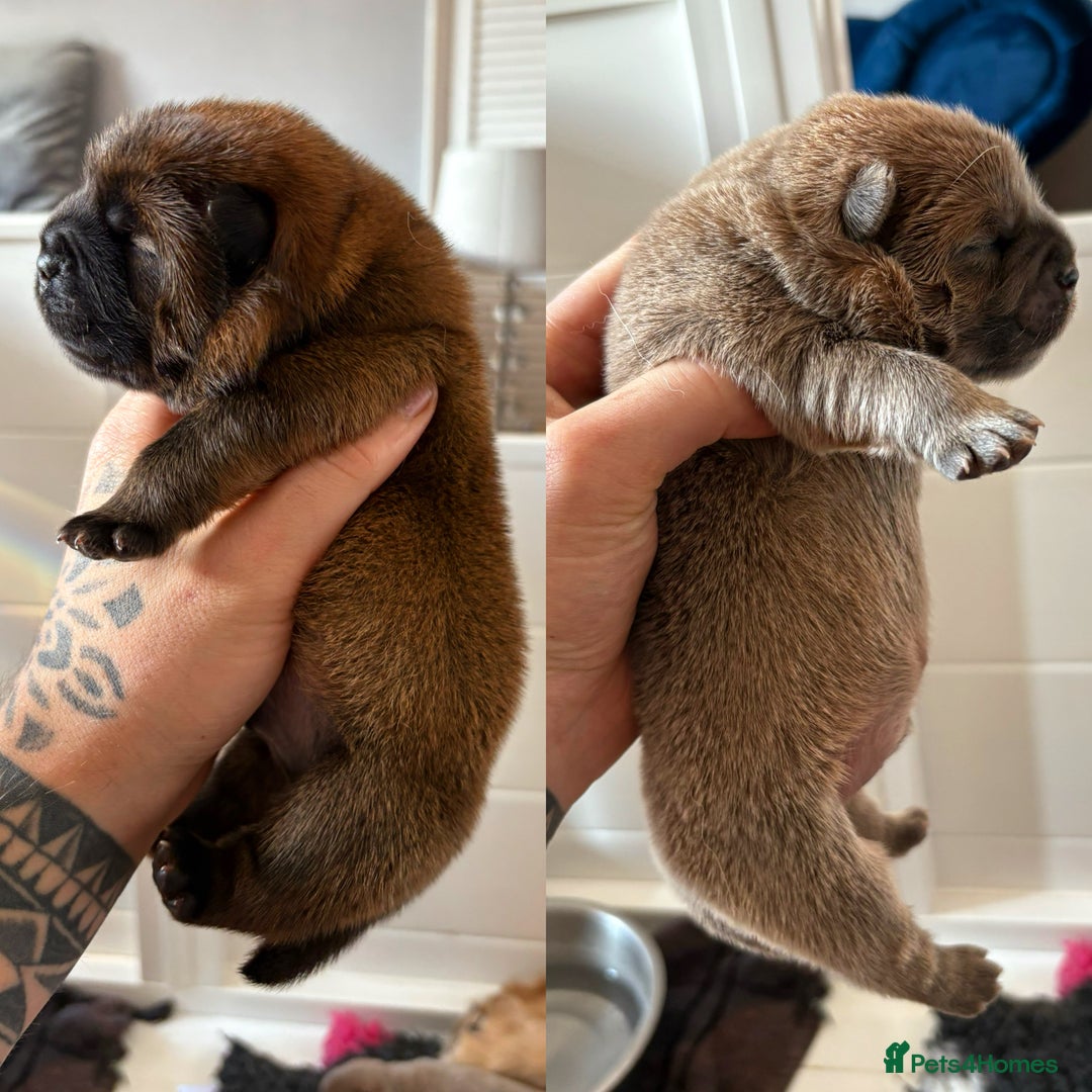 Chow Chow dogs for sale: Standard CH Champion Bloodline chow chows - Image 9