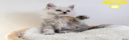 Maine Coon cats for sale: Stunning Maine Coon Kittens - Advert 29