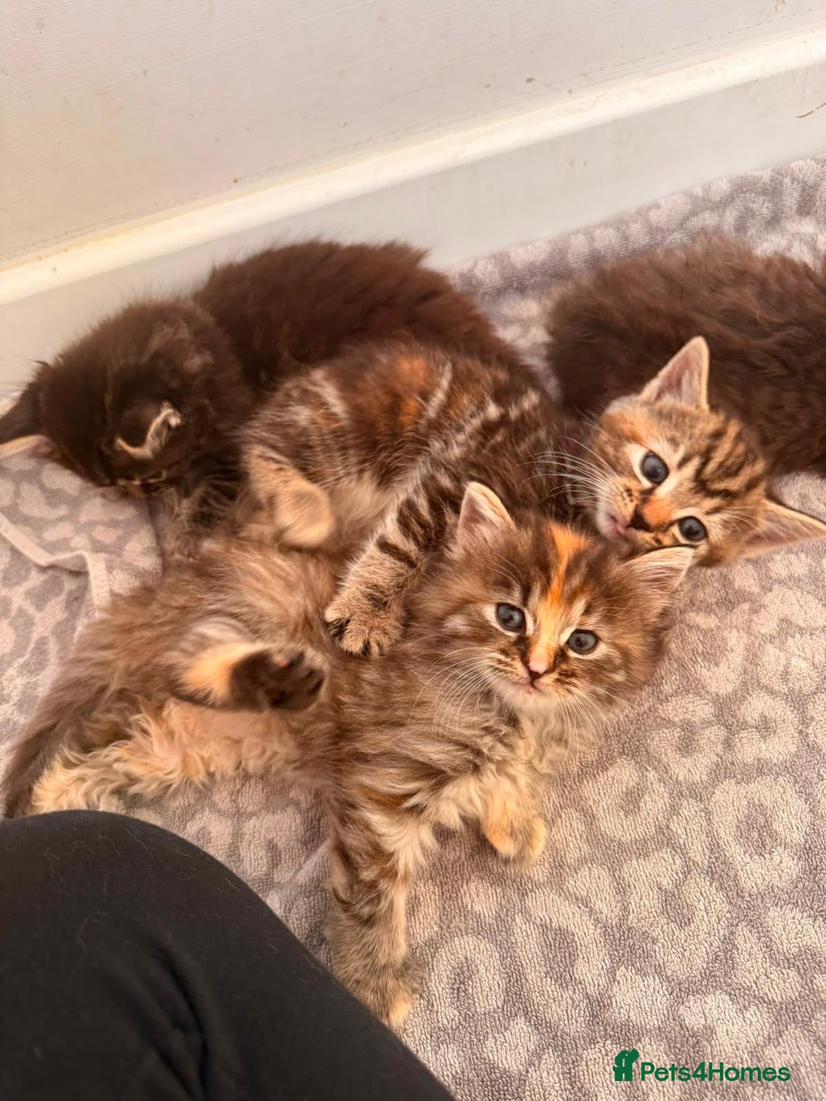 Mixed Breed cats Beautiful kittens looking for ever homes  - Advert 4