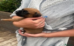 Boxer dogs for sale: Bunch of Boxer Babies - Image 5