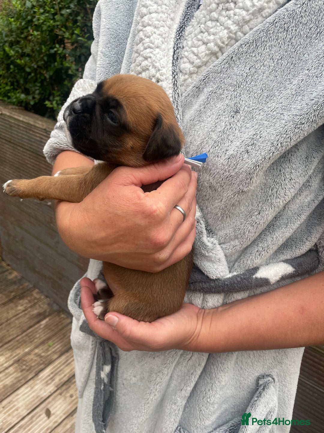 Boxer dogs for sale: Bunch of Boxer Babies - Image 5