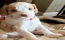 Cockapoo dogs for stud: Handsome Proven Cockapoo Stud Available - Image 6