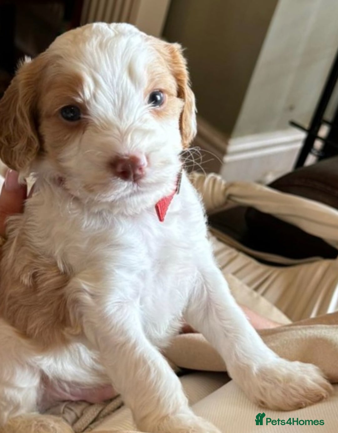 Cockapoo dogs for stud: Handsome Proven Cockapoo Stud Available - Image 6