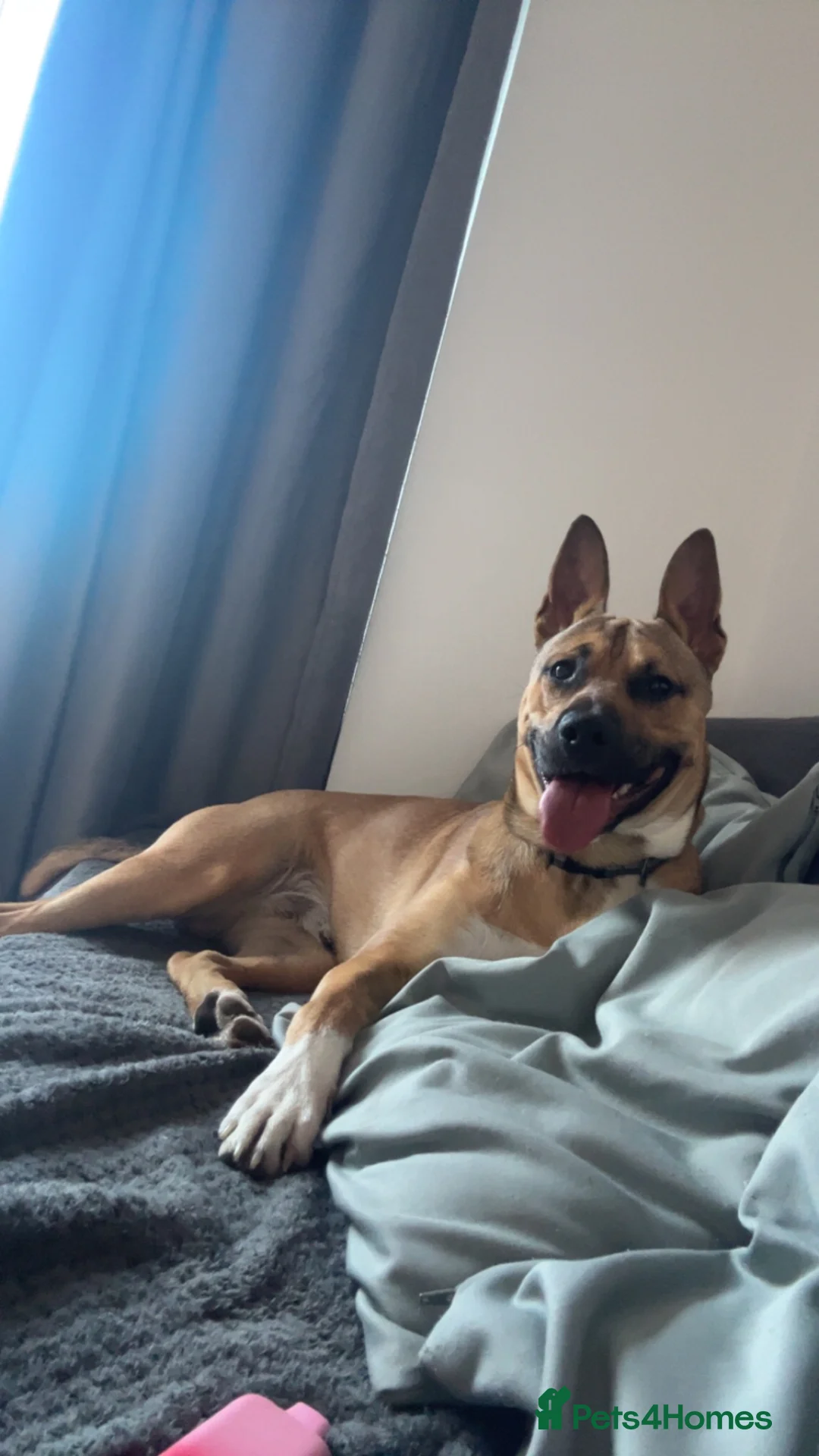 Mixed Breed dogs for sale: 1 year old dog for sale in Andover - Advert 3
