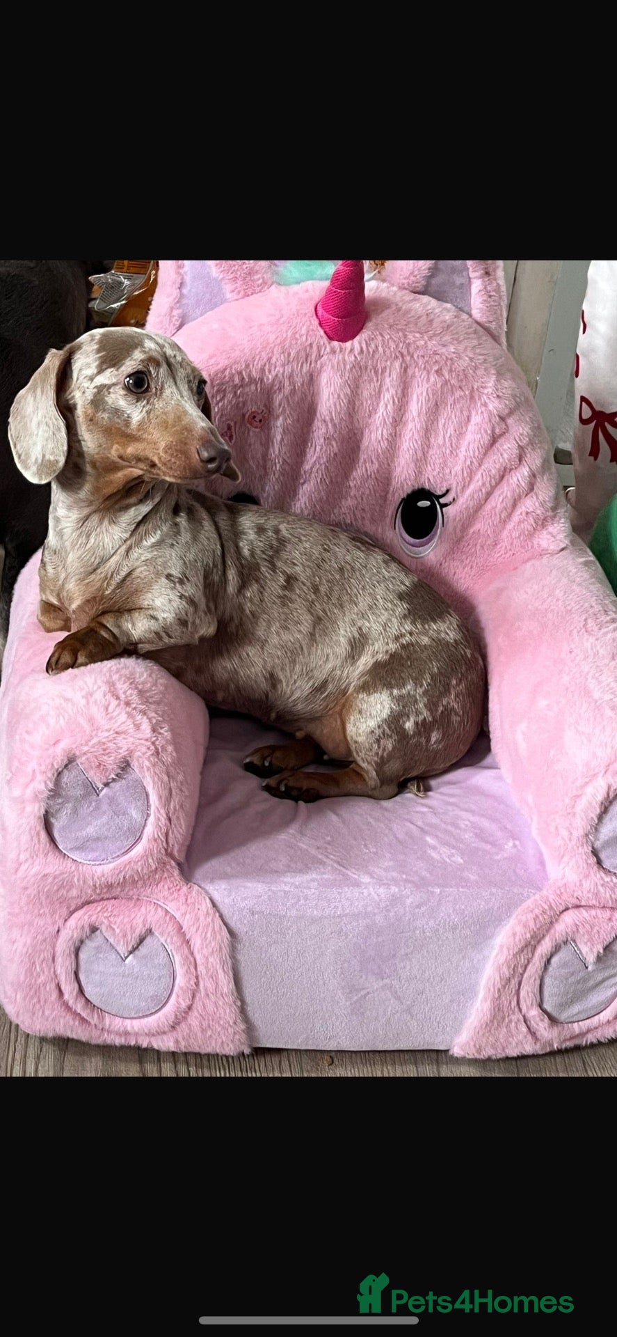 Miniature Dachshund dogs 2 female mini dachshunds  - Advert 10