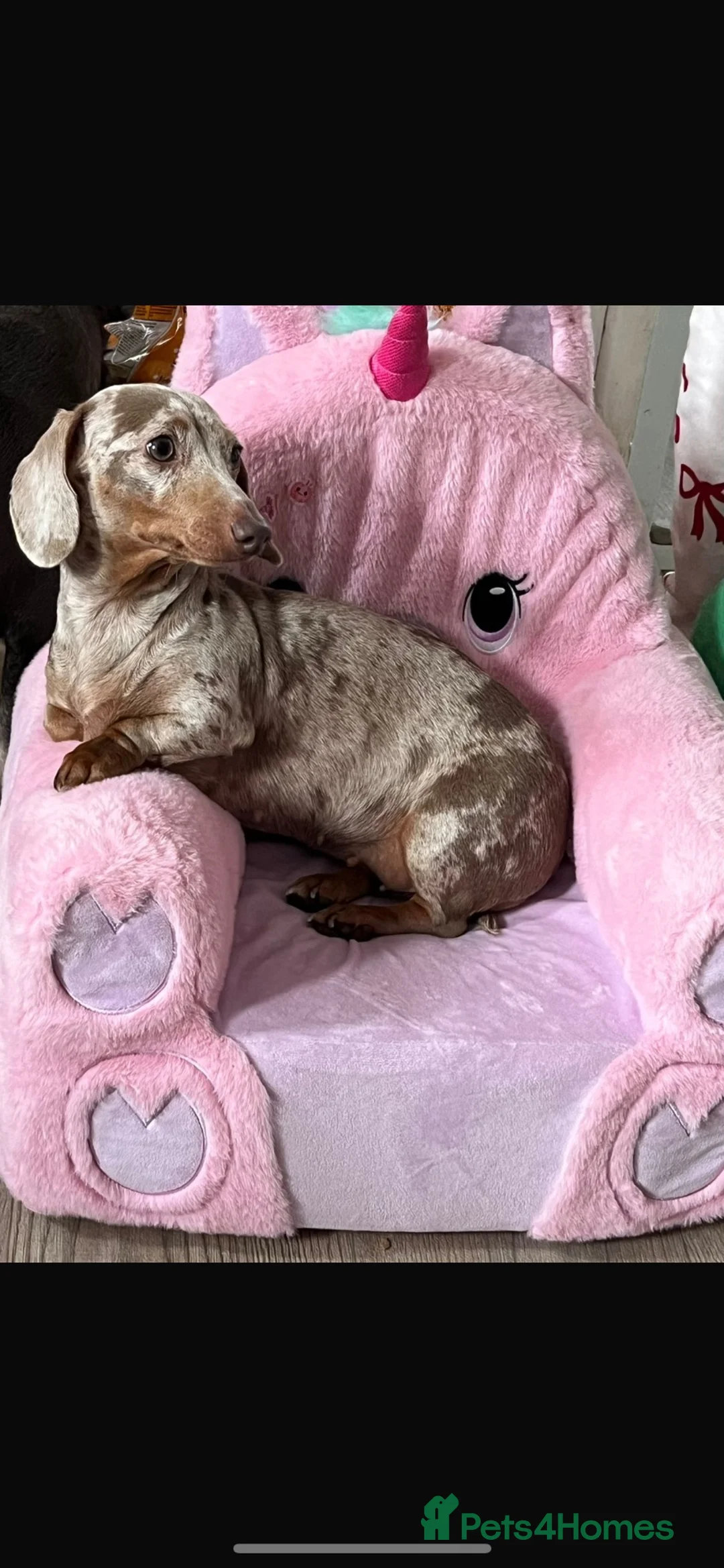 Miniature Dachshund dogs for sale: 2 female mini dachshunds  - Advert 1