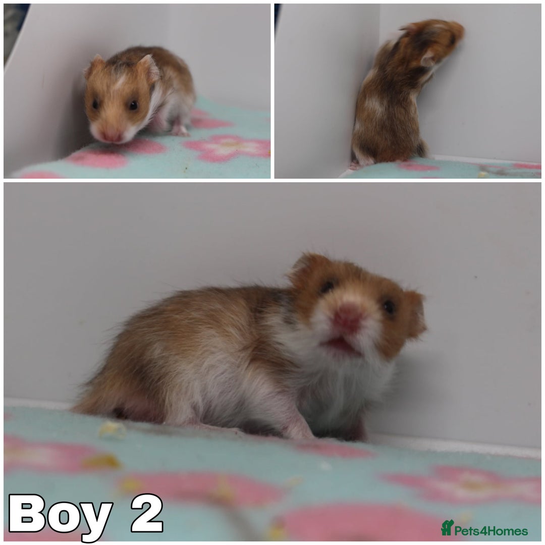 Hamster rodents for sale: Beautiful Syrian hamsters ready to reserve - Advert 5