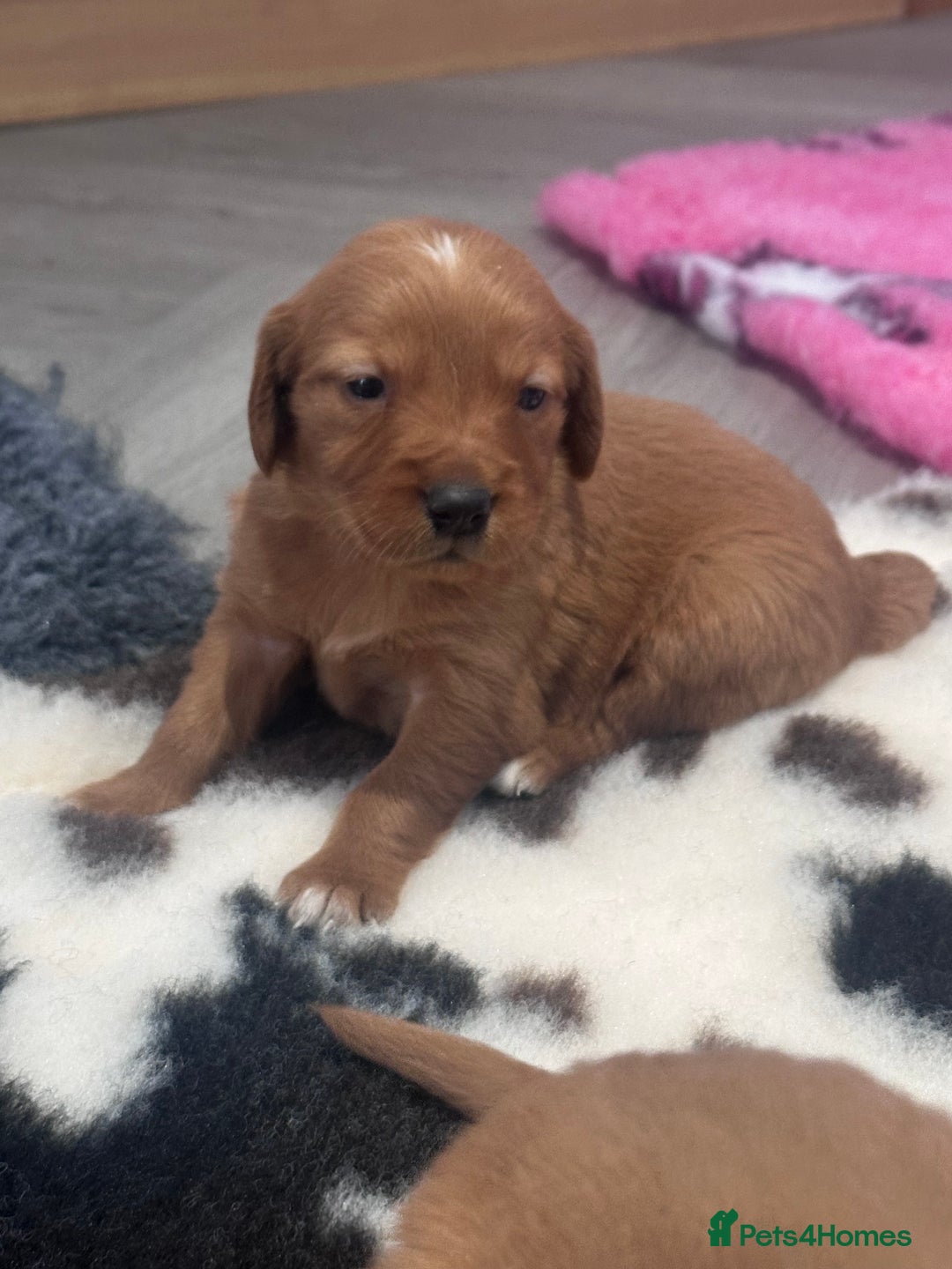 Golden Retriever dogs for sale: Fully health tested kennel club registered puppies - Image 9