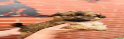 Shetland Sheepdog dogs for sale: Shetland sheepdog cross puppies  - Advert 6