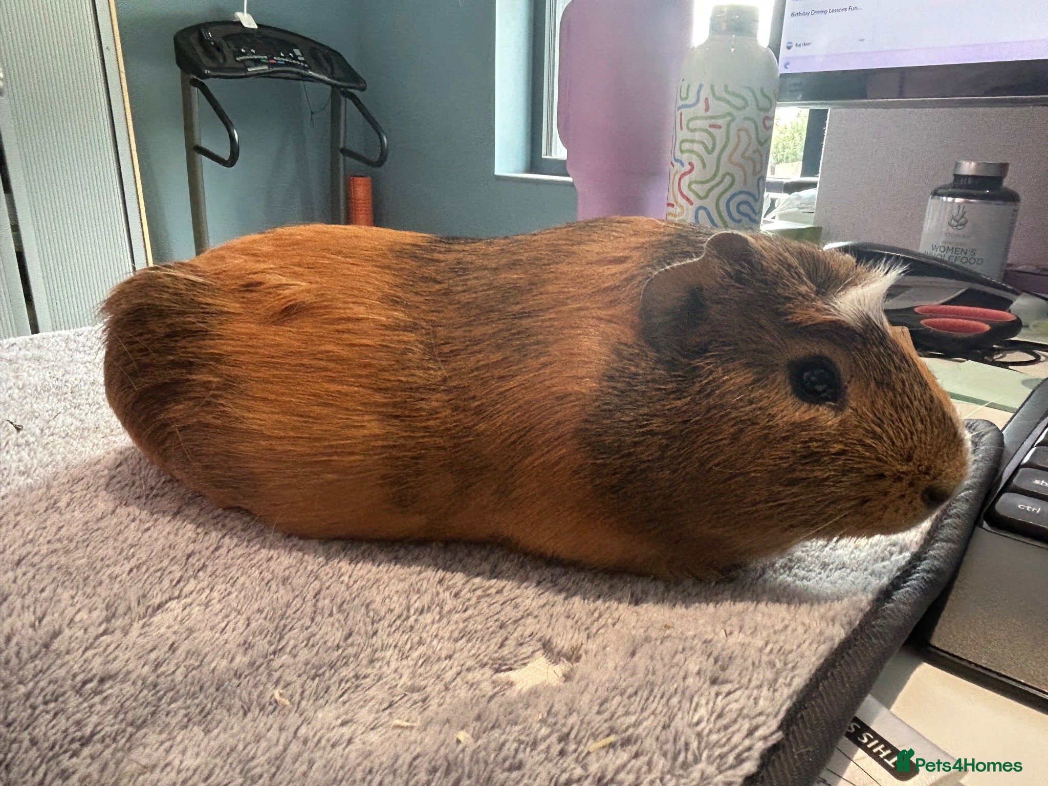 Guinea Pig rodents Guinea Pig Looking for a Loving Home - Advert 2