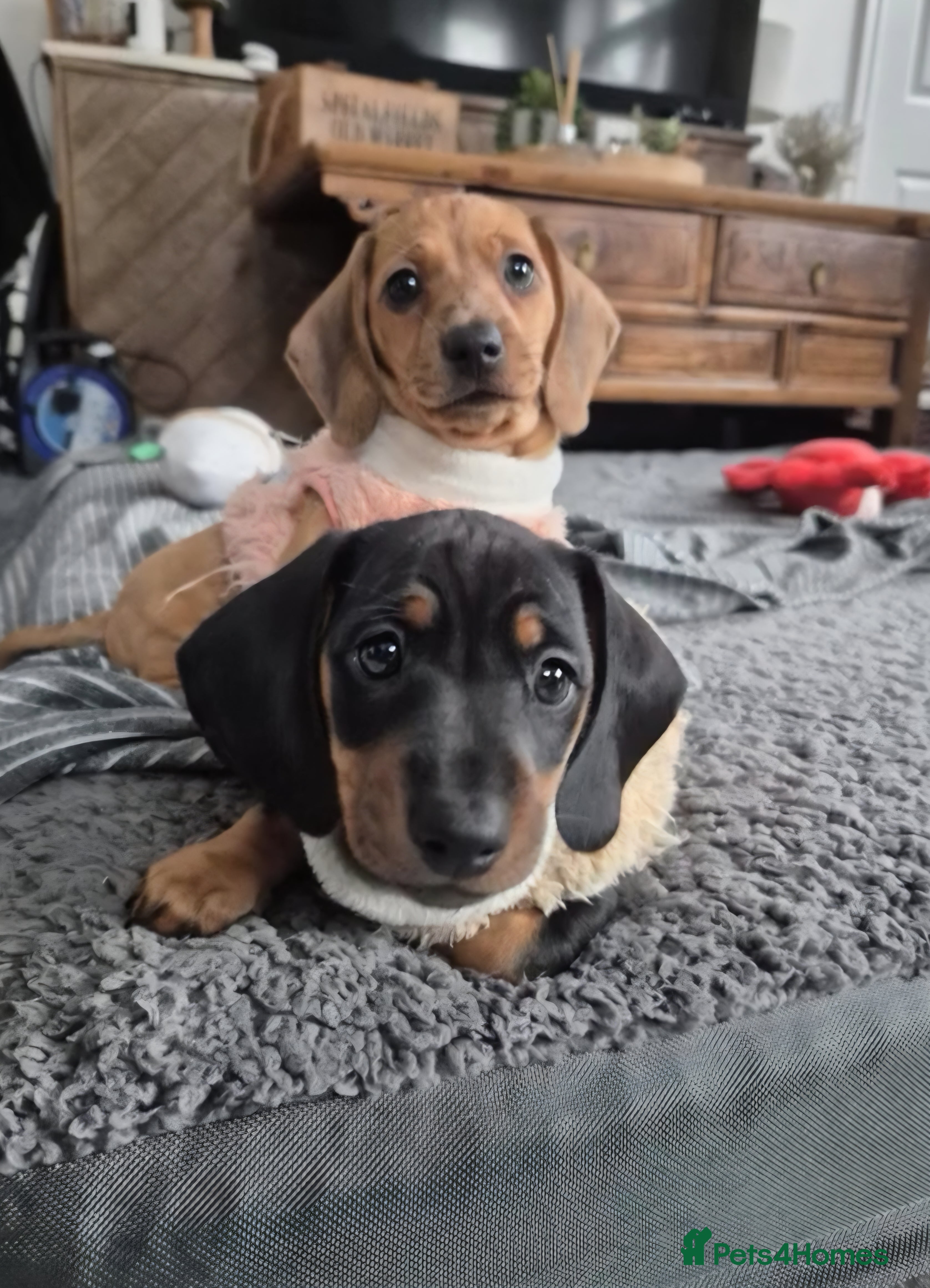 Miniature Dachshund dogs Ready for her forever home- Dachshund Girl - Advert 7