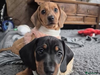 Miniature Dachshund dogs Ready for her forever home- Dachshund Girl - Advert 7