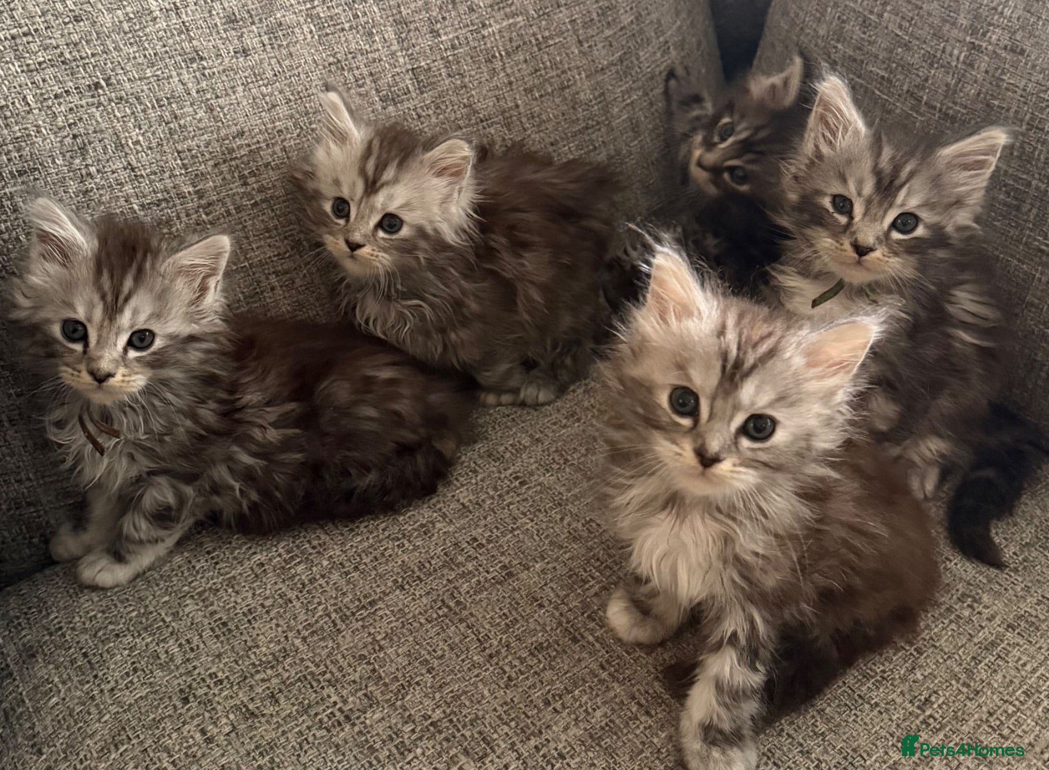 Maine Coon cats Beautiful registered babies - Advert 1