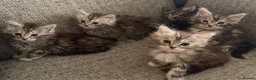 Maine Coon cats for sale: TICA active reg mainecoon kittens - Advert 20