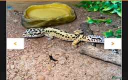 Leopard Gecko reptiles for sale: Leopard Geckos Need Rehoming ASAP - Image 3