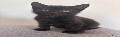 Domestic Shorthair Kitten 3