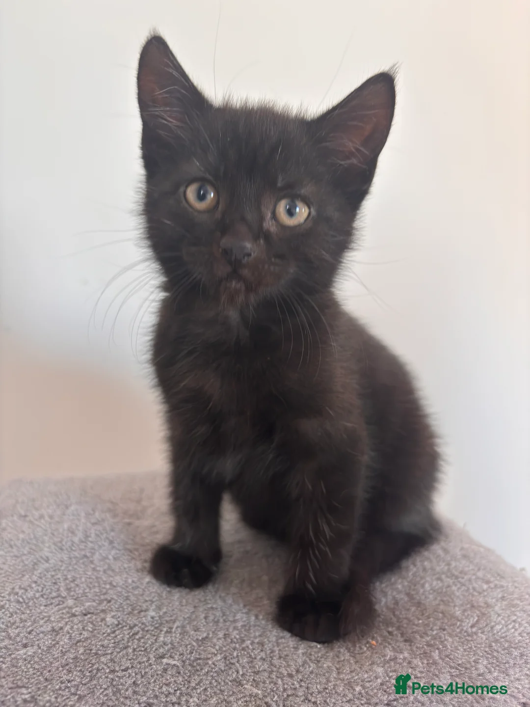 Domestic Shorthair cats for sale: FEMALE CATS LOOKING TO BE REHOMED - Advert 13