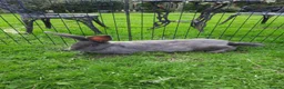 Continental Giant rabbits for sale: Beautiful Pure Giant Continentals Babies - Advert 15