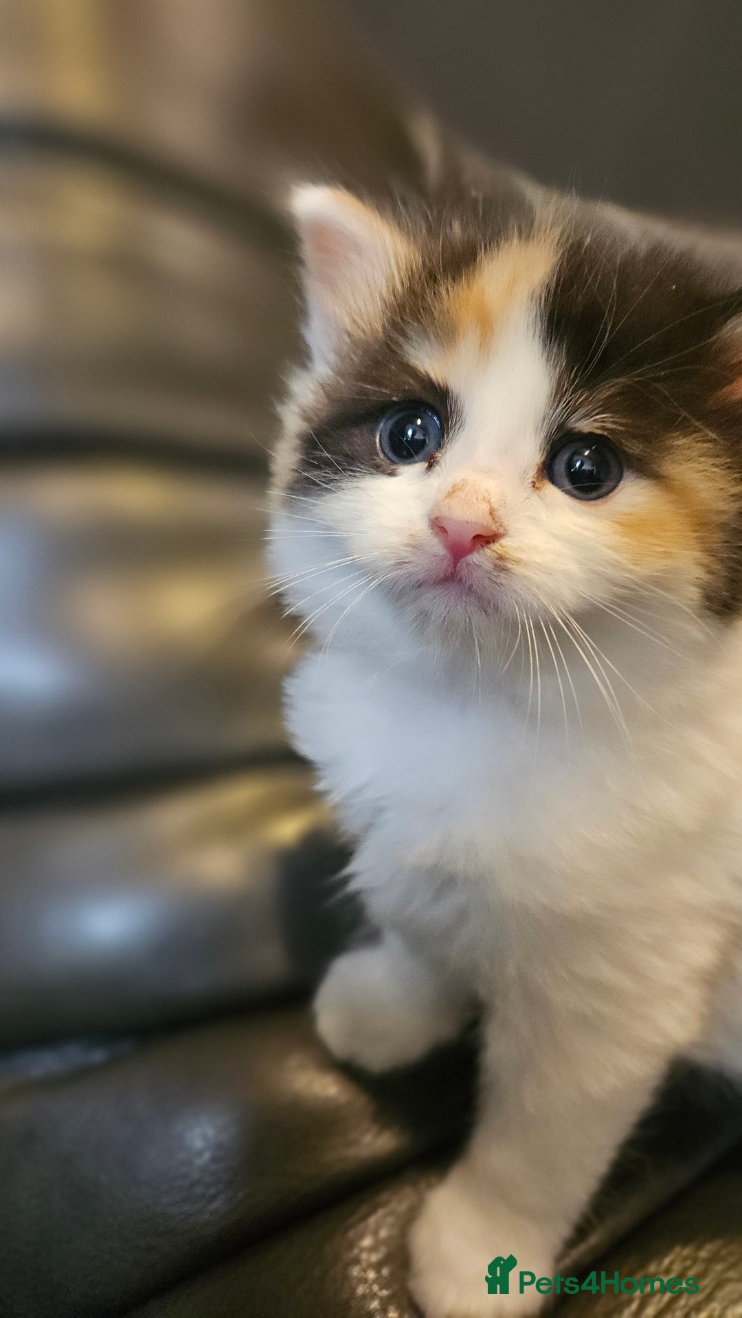 Mixed Breed cats for sale: Cute fluffy mixed kittens.  - Image 11