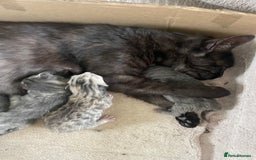 Mixed Breed cats for sale: Kittens for Sale - Image 4