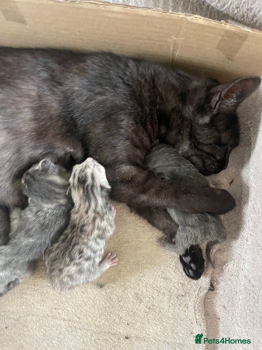 Mixed Breed cats for sale: Kittens for Sale - Image 4
