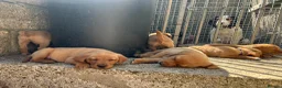 Labrador Retriever dogs for sale: Lab puppies - Advert 2