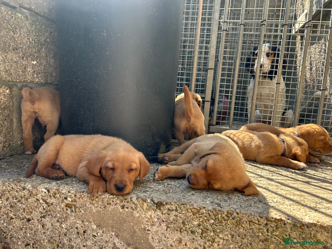 Labrador Retriever dogs for sale: Lab puppies - Advert 2
