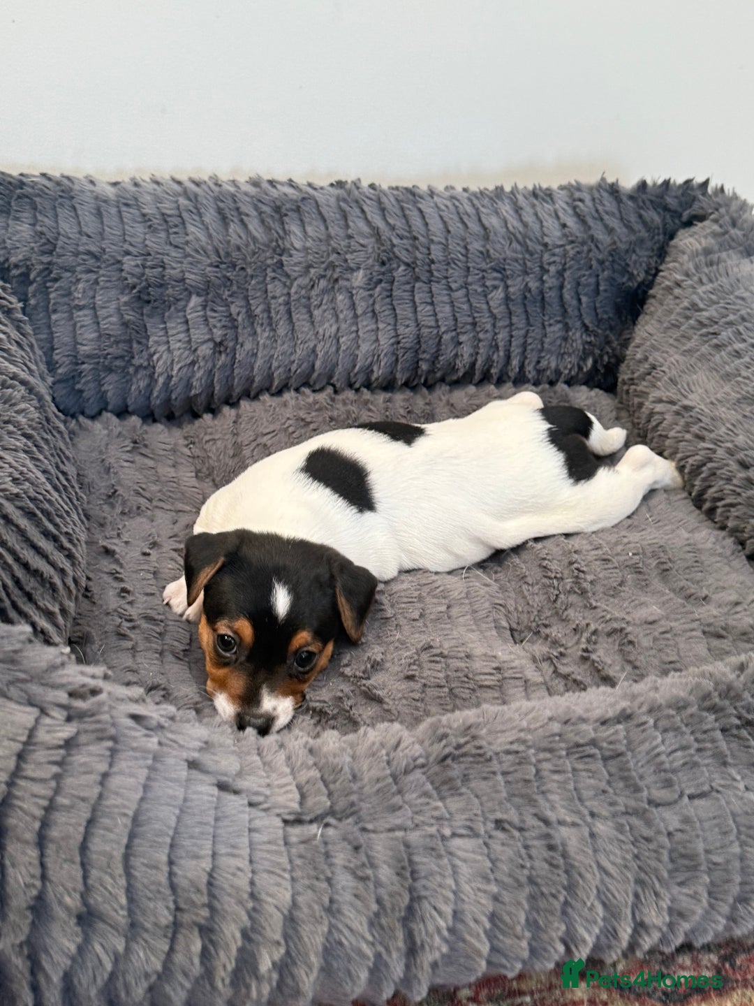 Jack Russell dogs for sale: Very rare merle Jack Russells. Family home raised  - Advert 5
