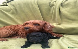 Cavapoo dogs for sale: Female Cavapoo Puppy - Image 4