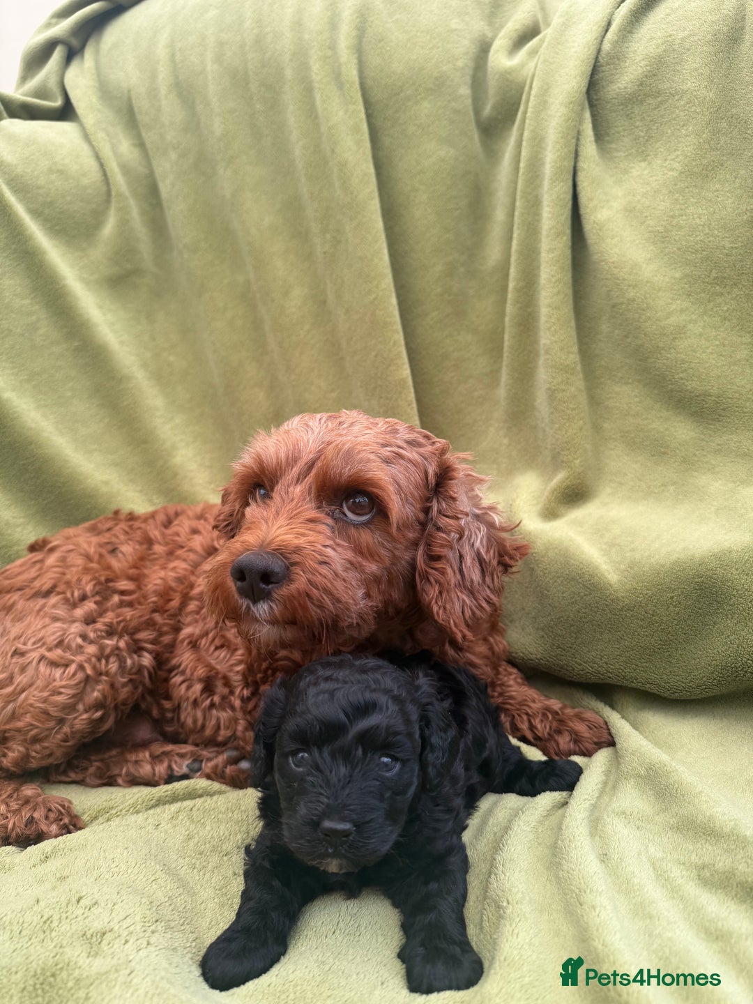 Cavapoo dogs for sale: Female Cavapoo Puppy - Image 4
