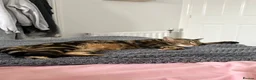 Bengal cats for sale: 2 female Kittens  in Telford - Advert 3
