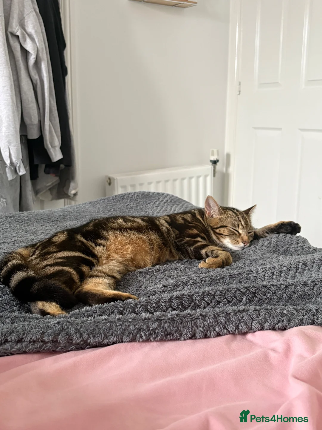 Bengal cats for sale: 2 female Kittens  in Telford - Advert 3
